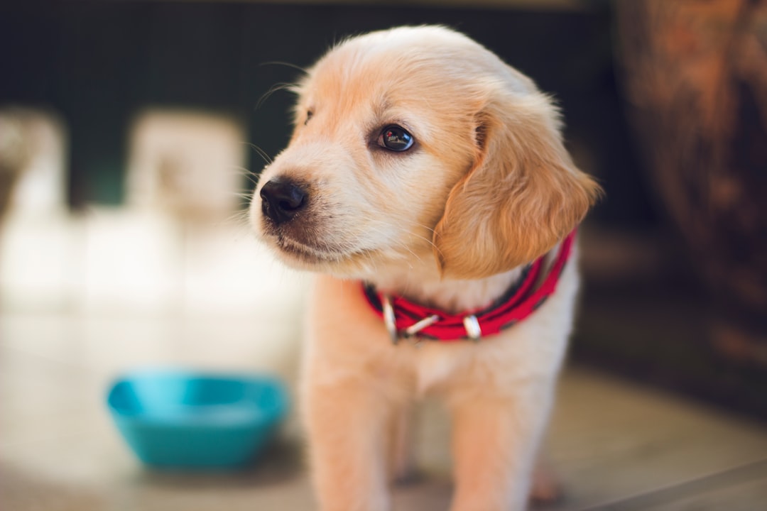 Photo Dog vaccination